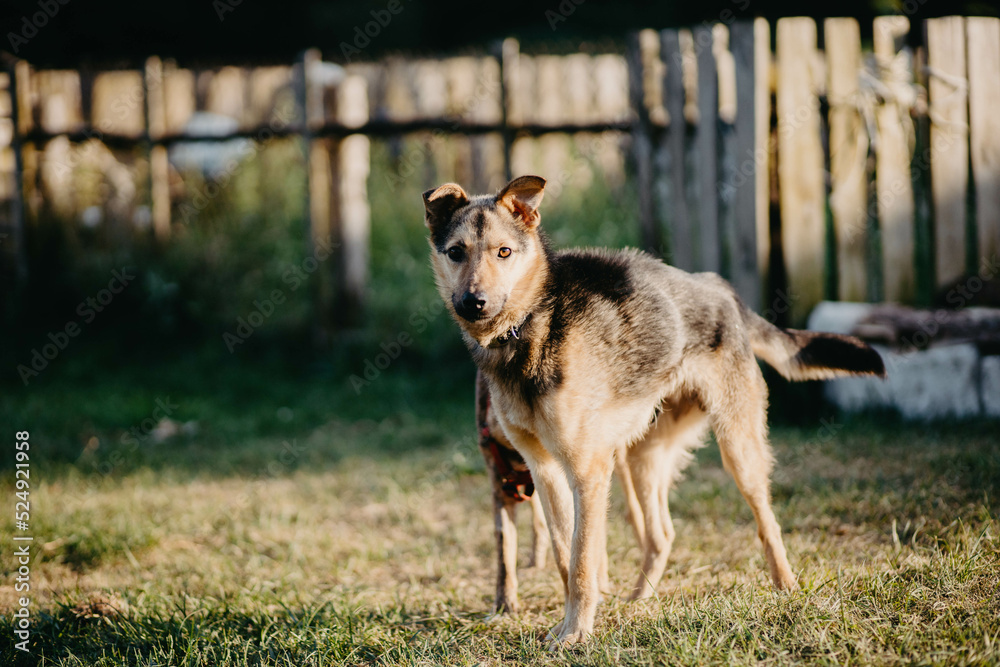 Obraz premium cute dog walks in the home backyard on a sunny summer day.