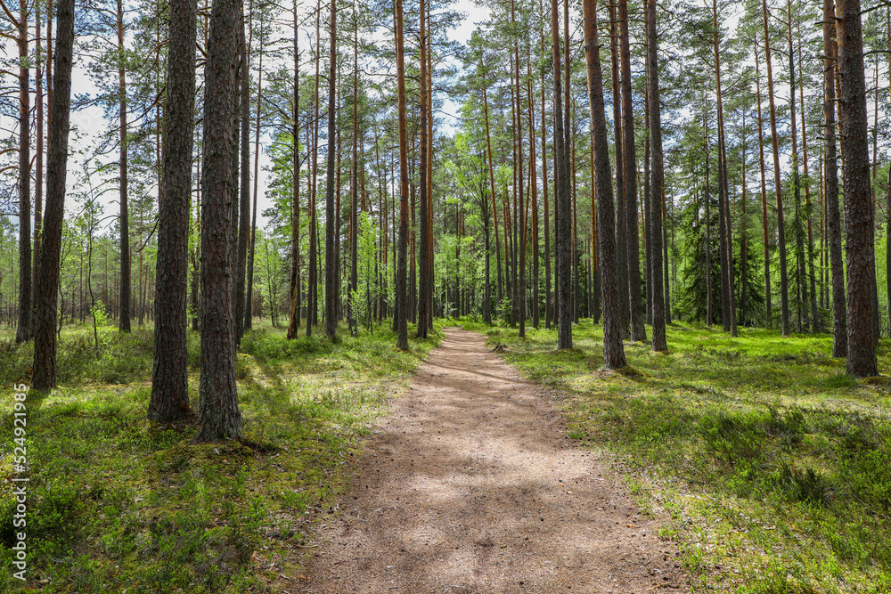 Hiking path through the dense pine trees in spring Hiking path through the dense pine trees in spring