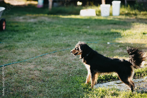 shaggy black dog plays around the house yard.