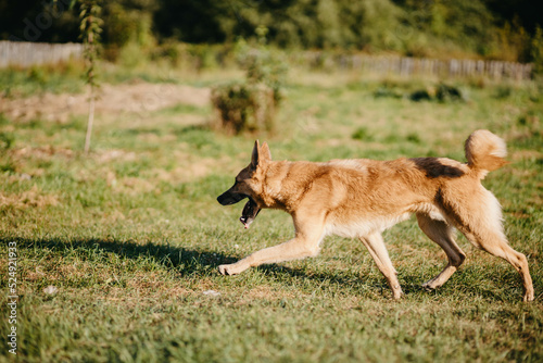 red dog joyfully runs on the lawn of the yard in summer