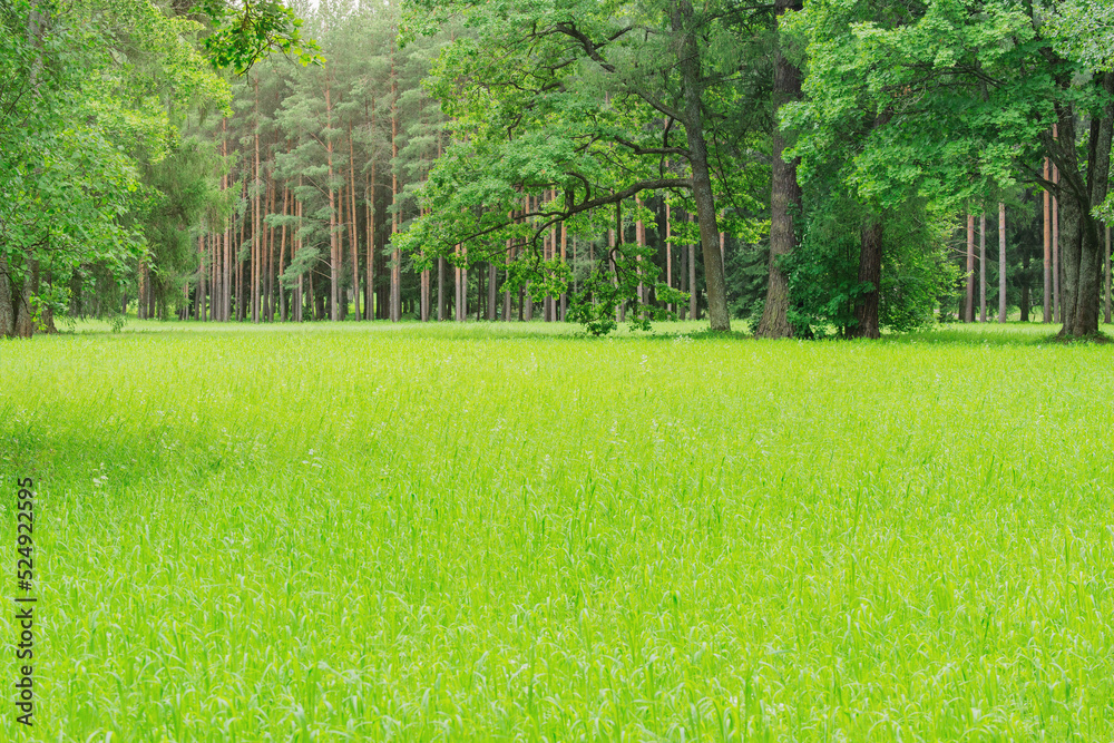 Green grass in the summer park.