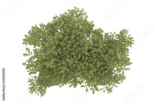 Forest on transparent background. 3d rendering - illustration