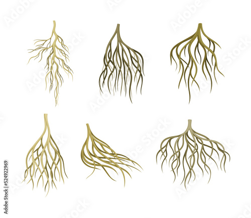 Branching Root as Tree Part Below the Surface of Soil Vector Set