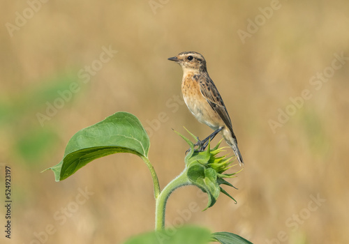 The Whinchat or Saxicola ruberta bird sits on a green sunflower