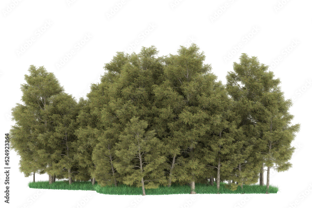 Obraz premium Forest on transparent background. 3d rendering - illustration