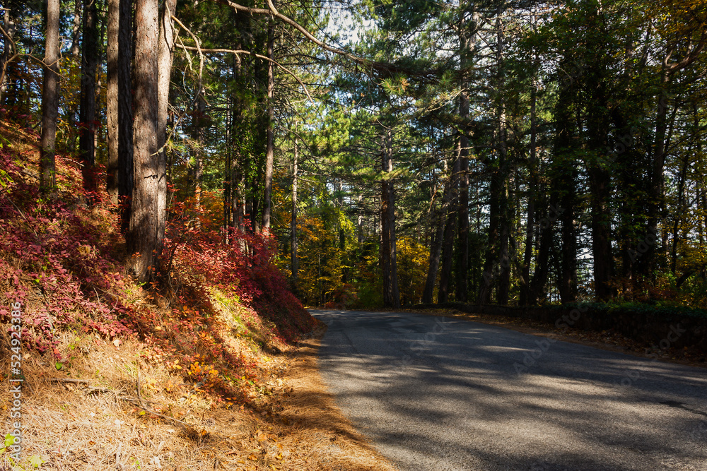 Fototapeta premium Autumn forest road. Colorful autumn landscape. Empty, without people. Asphalt in the forest. The concept of traveling, being alone with nature. Bright sunlight through the trees. Hiking in the forest