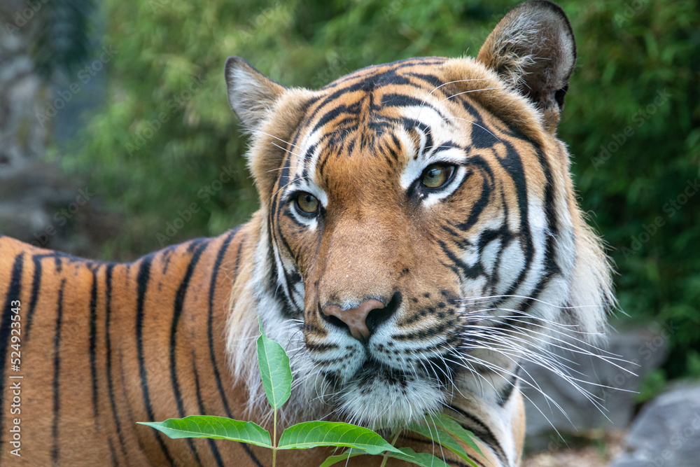 Tiger in the wild. Shooting a tiger in nature. Tiger in the forest. Wild animal in nature. Shooting a predator. Closeup animal wildlife. Tiger in the wild. Shooting a tiger in nature. Tiger in the forest. Wild animal in nature. Shooting a predator. Closeup animal wildlife.