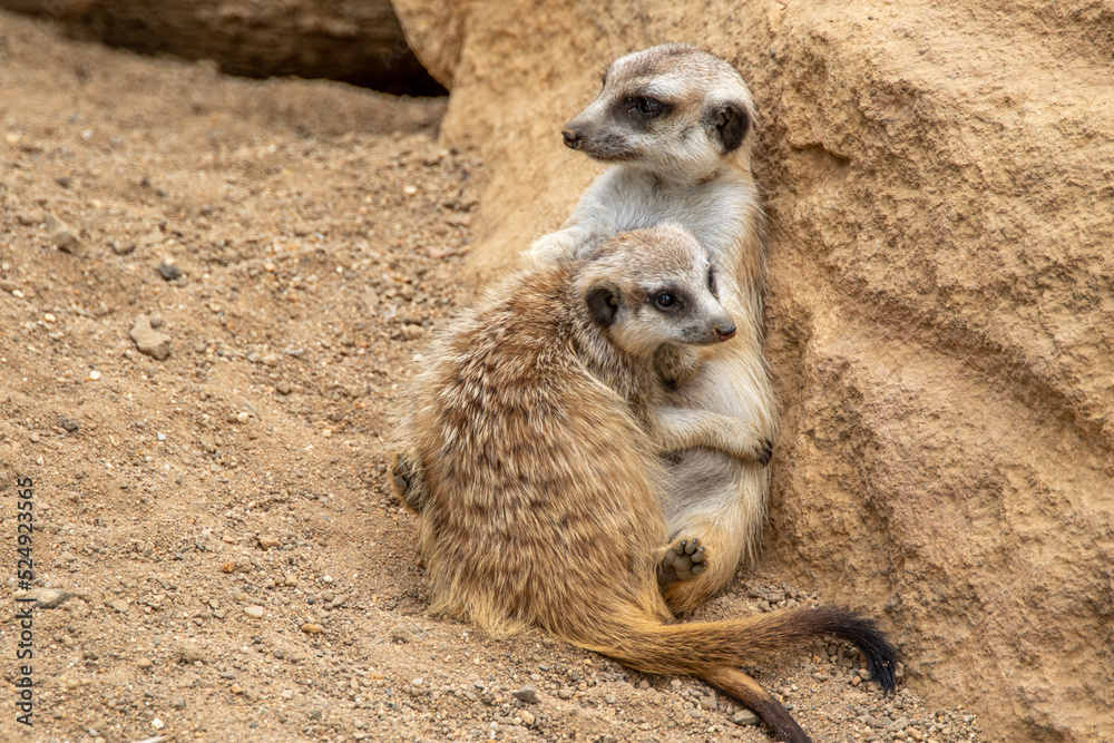 The meerkat stands on its hind legs. The meerkat sitting. Cute animal in nature. Small animal in the wild nature. Group of meerkats. Two meerkats are hugging. Small mammal suricate suricata The meerkat stands on its hind legs. The meerkat sitting. Cute animal in nature. Small animal in the wild nature. Group of meerkats. Two meerkats are hugging. Small mammal suricate suricata