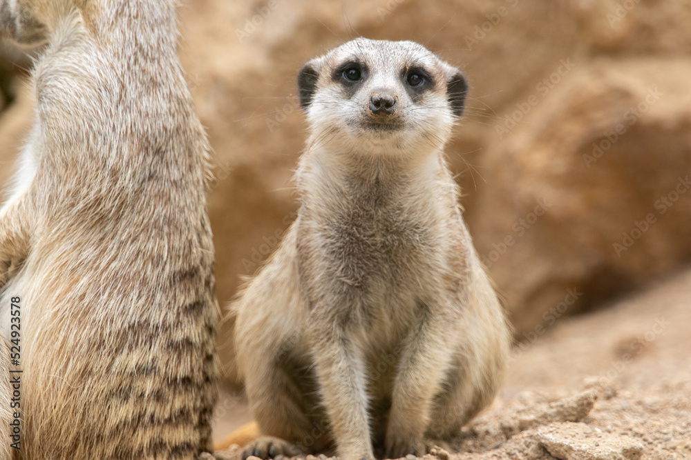 Meerkat looks at the camera. The meerkat stands on its hind legs. The meerkat sitting. Cute animal in nature. Small animal in the wild nature. Group of meerkats. Small mammal suricate suricata Meerkat looks at the camera. The meerkat stands on its hind legs. The meerkat sitting. Cute animal in nature. Small animal in the wild nature. Group of meerkats. Small mammal suricate suricata