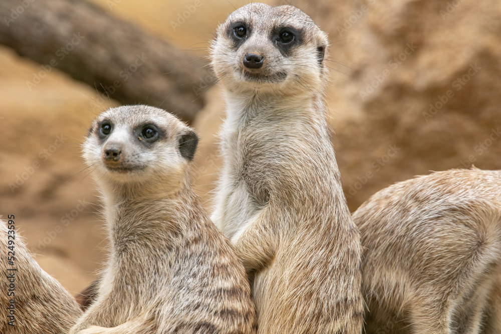 Meerkat looks at the camera. The meerkat stands on its hind legs. The meerkat sitting. Cute animal in nature. Group of meerkats. Small animal in the wild nature. Small mammal suricate suricata Meerkat looks at the camera. The meerkat stands on its hind legs. The meerkat sitting. Cute animal in nature. Group of meerkats. Small animal in the wild nature. Small mammal suricate suricata