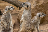 The meerkat stands on its hind legs. The meerkat sitting. Cute animal in nature. Small animal in the wild nature. Group of meerkats. Small mammal suricate suricata