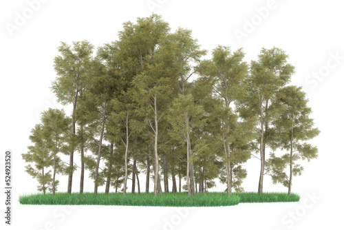 Forest on transparent background. 3d rendering - illustration