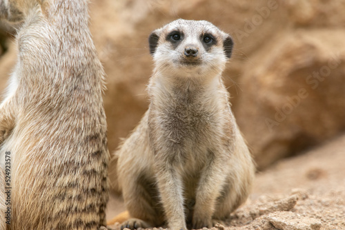 Meerkat looks at the camera. The meerkat stands on its hind legs. The meerkat sitting. Cute animal in nature. Small animal in the wild nature. Group of meerkats. Small mammal suricate suricata