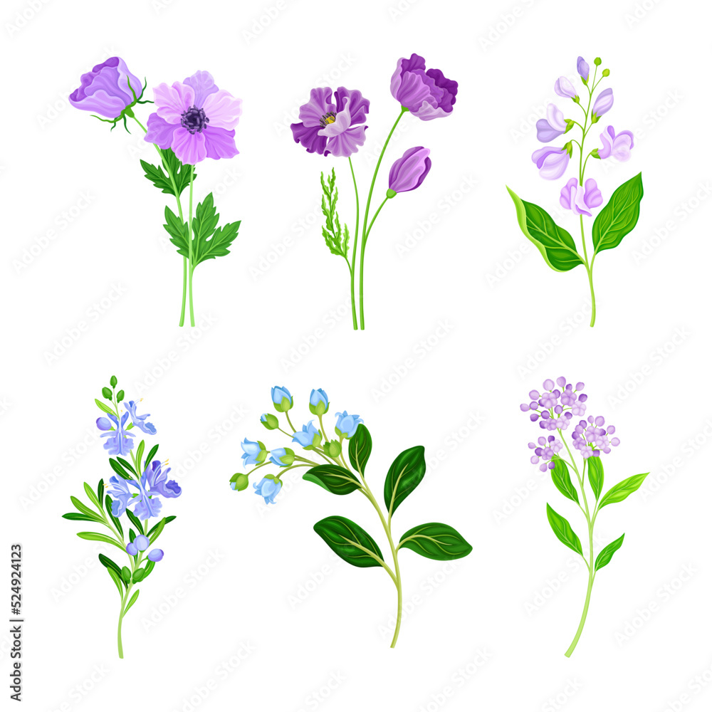 Set of beautiful wildflowers. Delicate blooming meadow or garden herbal plant cartoon vector illustration
