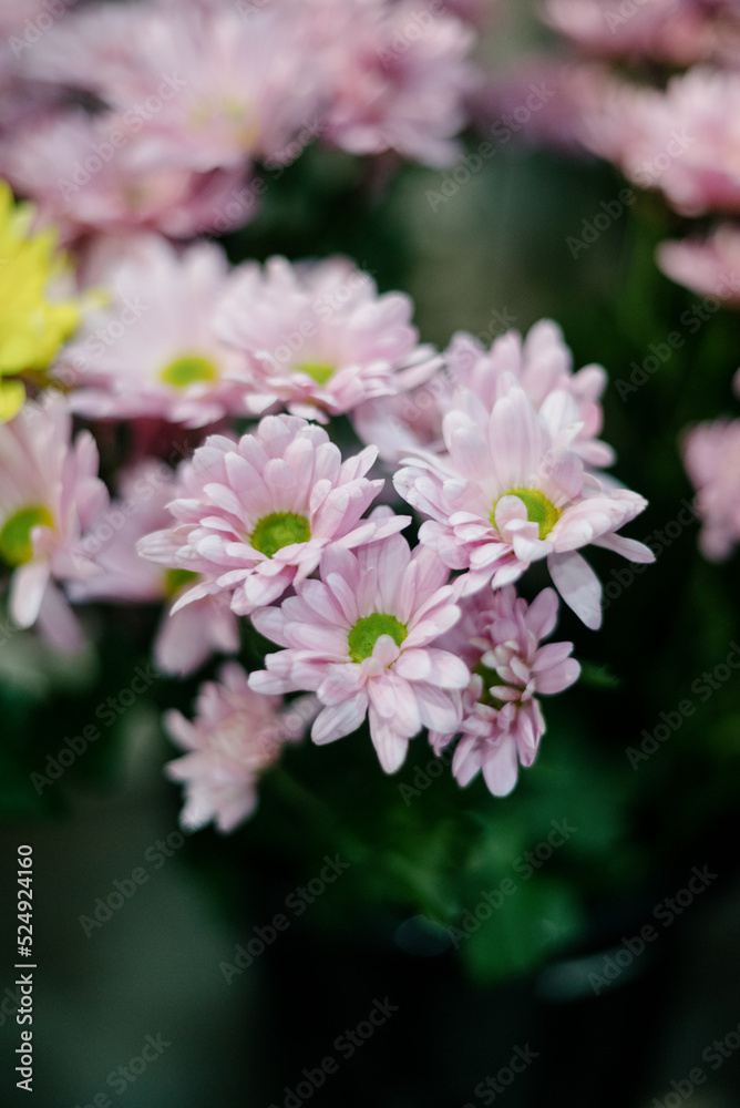 Close-up of a bouquet of dark pink chrysanthemum flowers.pink winter chrysanthemum flowers with space for text. garden chrysanthemum