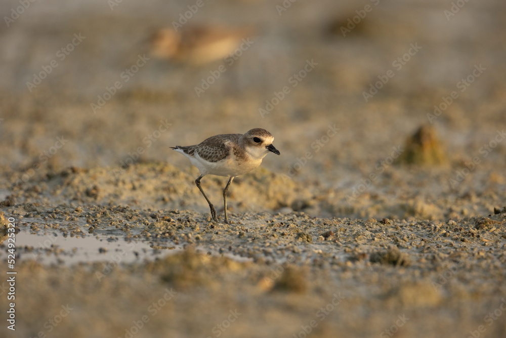 closeup of lesser sand plover wading on wetland closeup of lesser sand plover wading on wetland