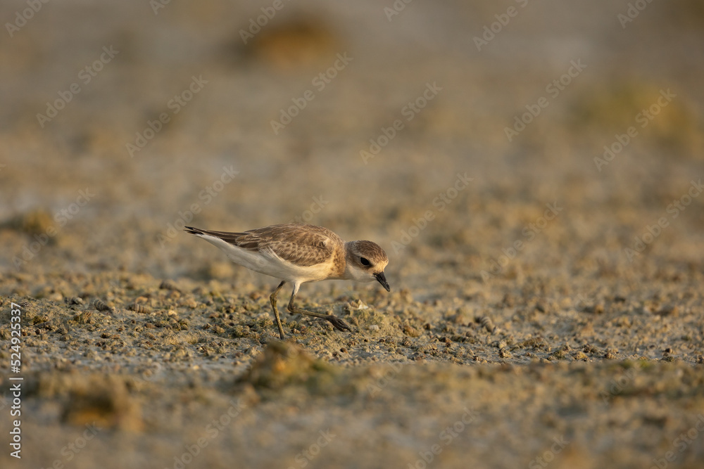 Lesser sand plover searching for food on wetland Lesser sand plover searching for food on wetland