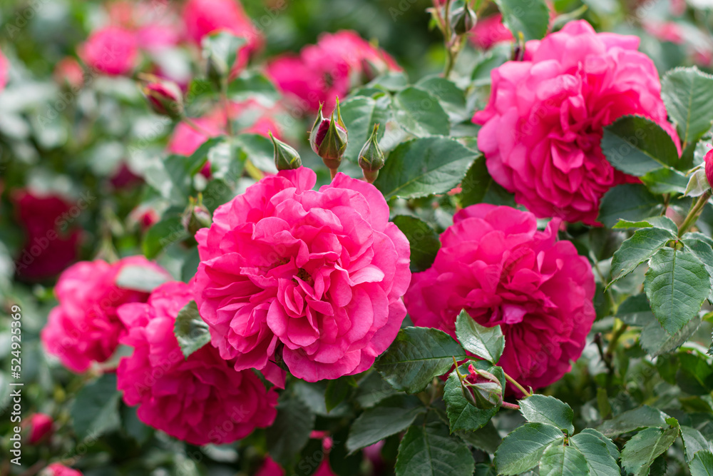 Photo of several flower buds of pink color close-up among flower bushes in defocus