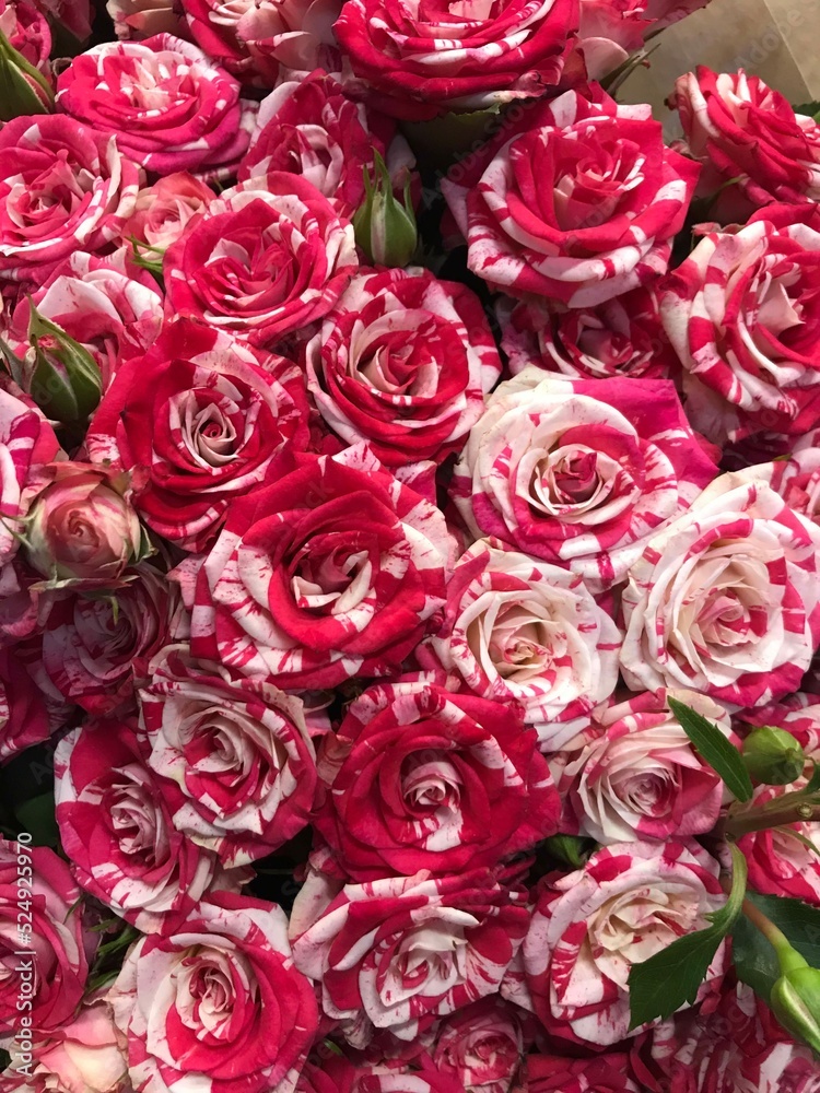 a large bouquet of pink and white roses
a large bouquet of pink and white roses