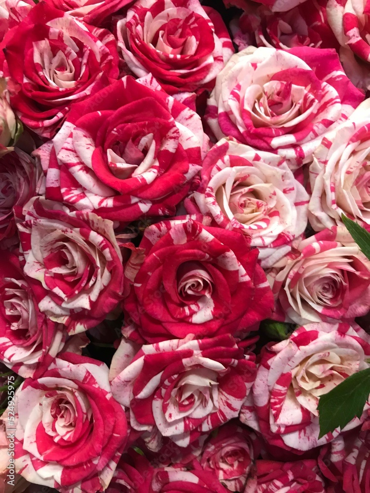 Obraz premium a large bouquet of pink and white roses 