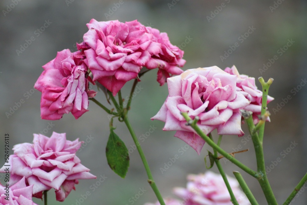 bouquet of pink roses in the garden