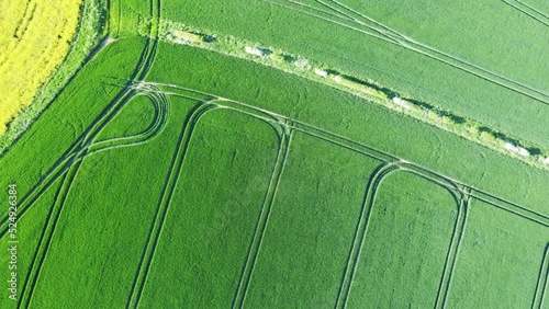 field of wheat and dramatic sky at sunset,  usual rural England landscape in Yorkshire