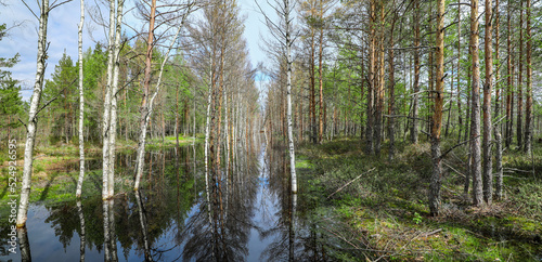 Birch trees reflecting in the still water of Lahemaa National Park