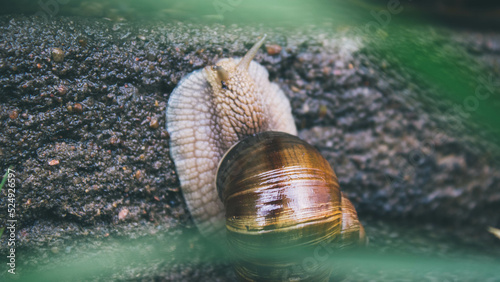 Snail © Kornel