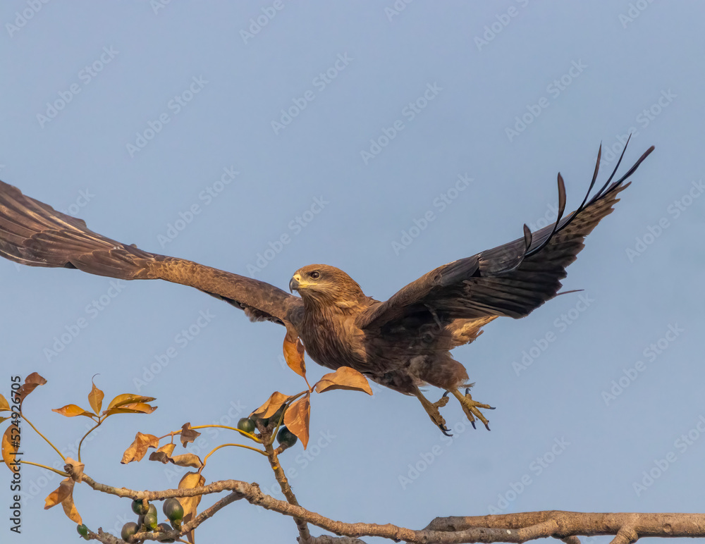Fototapeta premium A Black Kite taking off
