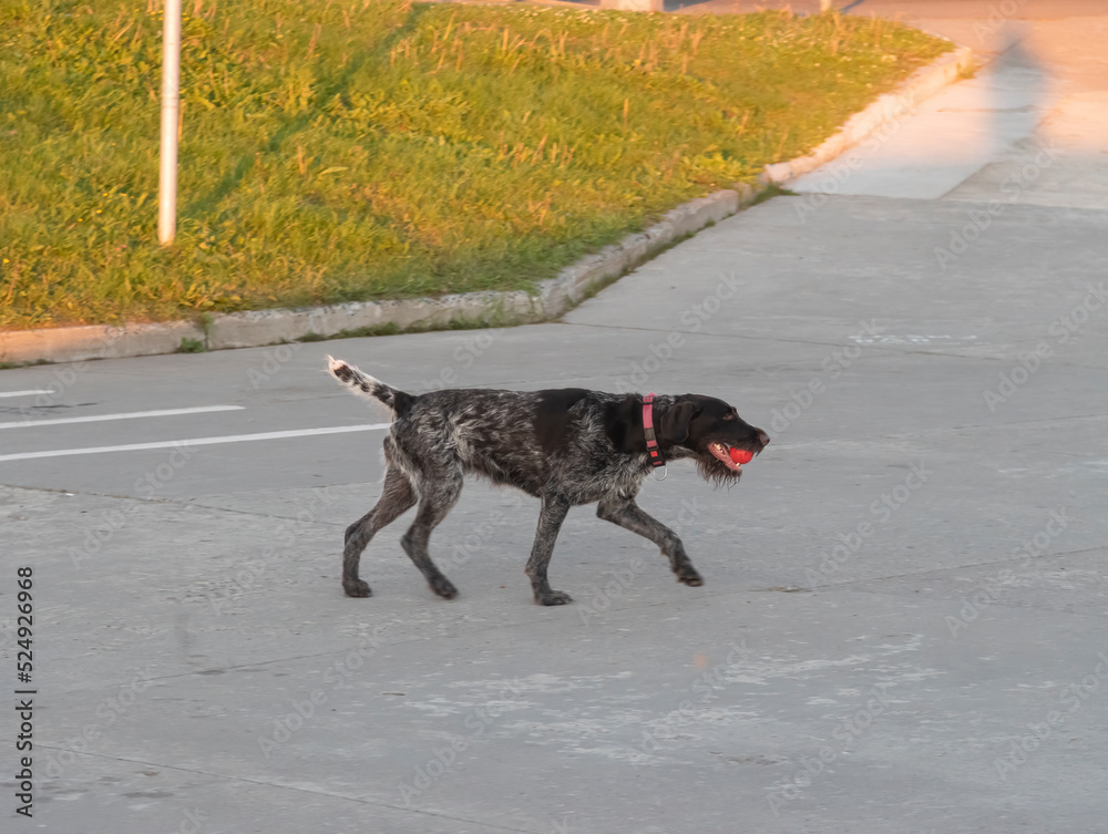 The dog holds a ball in its mouth and walks along the road