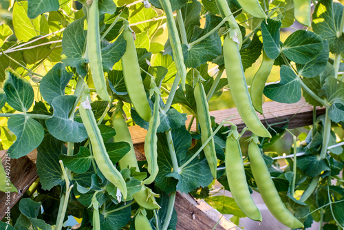 Pods of peas growing in vegetable grower garden. photo