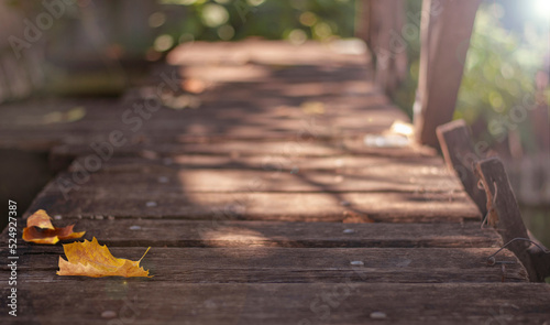 nature background with wooden bridge and maple leaf