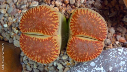 Mesembs (Lithops aucampia) South African plant from Namibia in the botanical collection of supersucculent plants photo