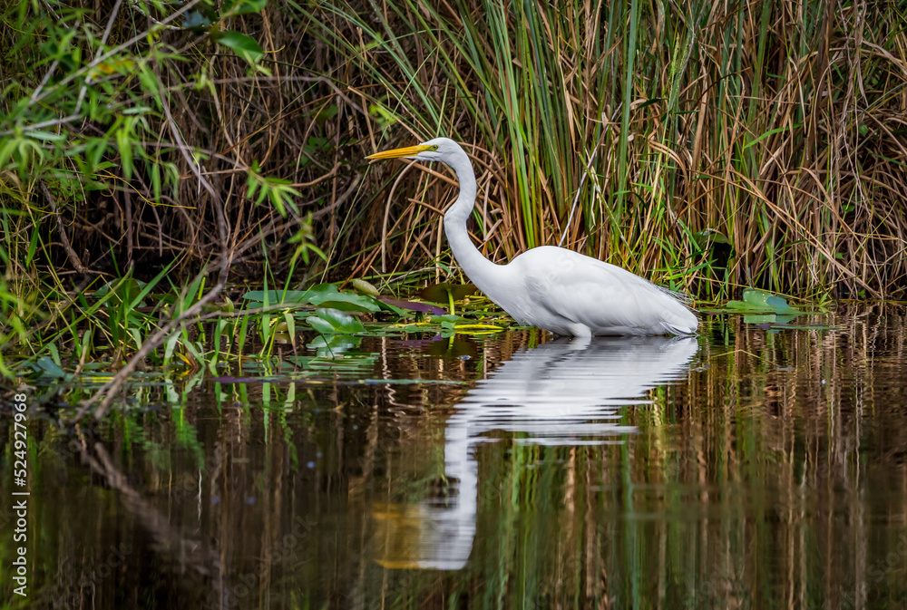 A Florida egret wades through shallow water hunting for food. A Florida egret wades through shallow water hunting for food.