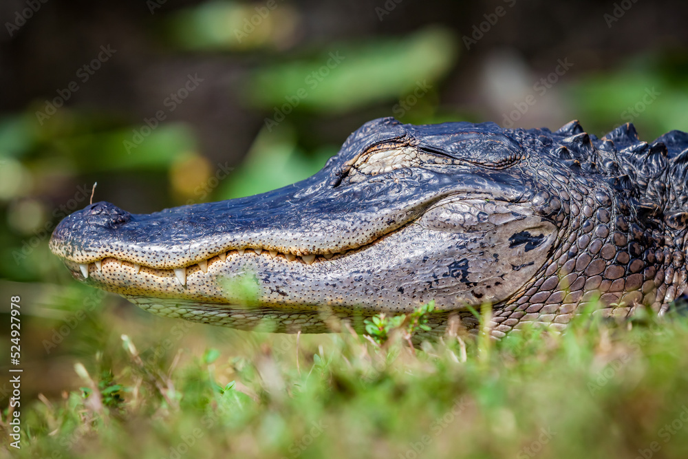 Obraz premium Florida alligator closeup with eyes closed resting in the sun