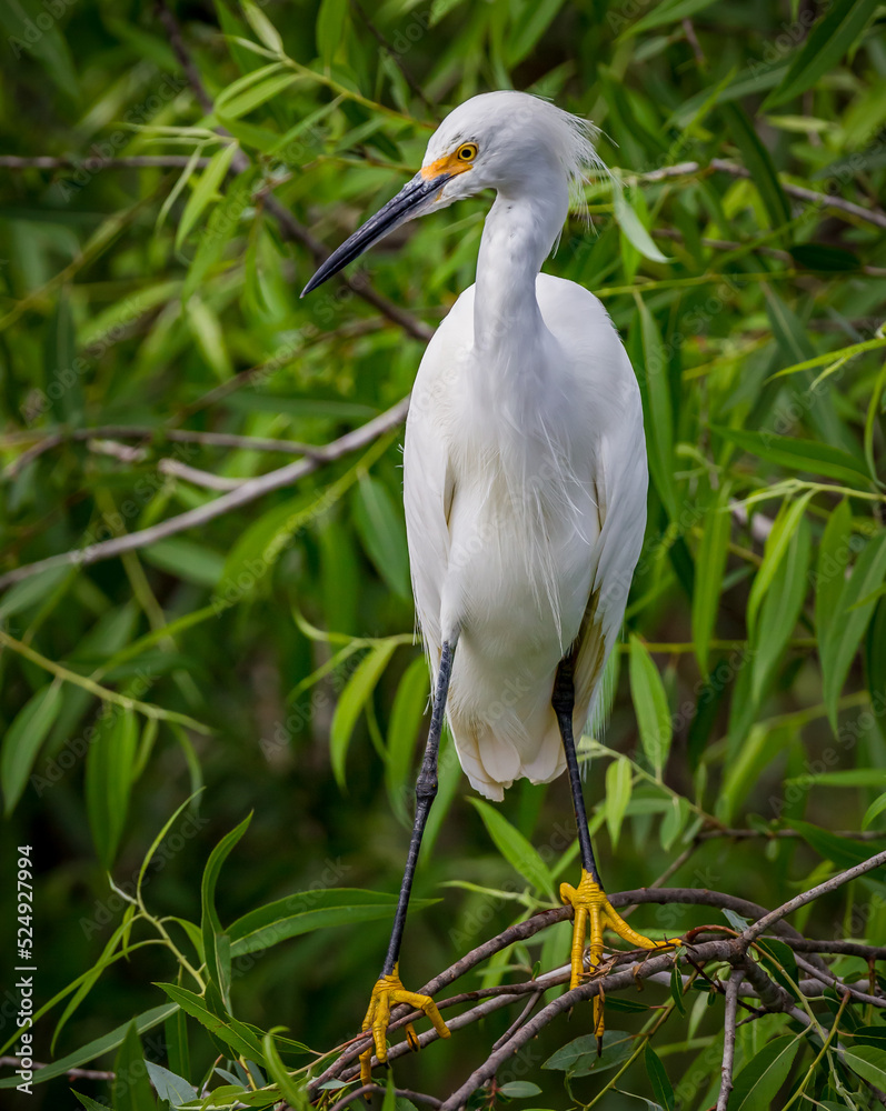 Snowy white egret with its bright yellow feet and beak during breeding season. Snowy white egret with its bright yellow feet and beak during breeding season.