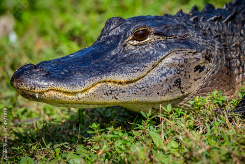 Florida alligator in profile facing left, eyes open