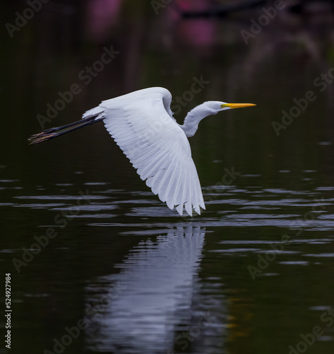 Great egret (Ardea alba) also known as the common egret, large egret, great white egret flies over pond in Everglades