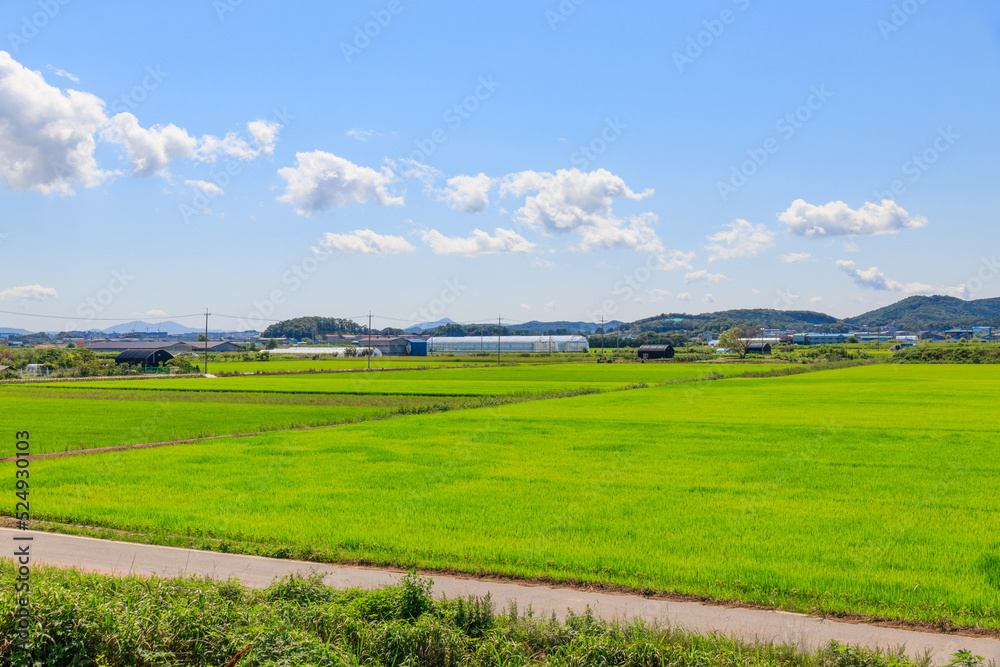 Korean traditional rice farming. Korean rice farming scenery. Rice field and the sky in, Gimpo-si, Gyeonggi-do,Republic of Korea.
Korean natural scenery.