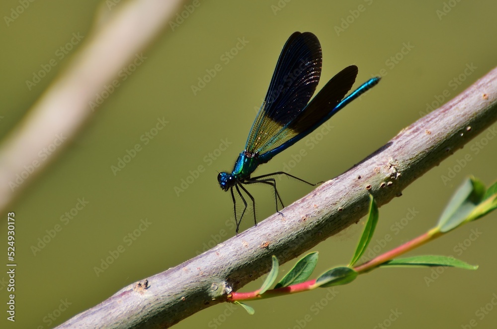 Libellule bleue Libellule bleue