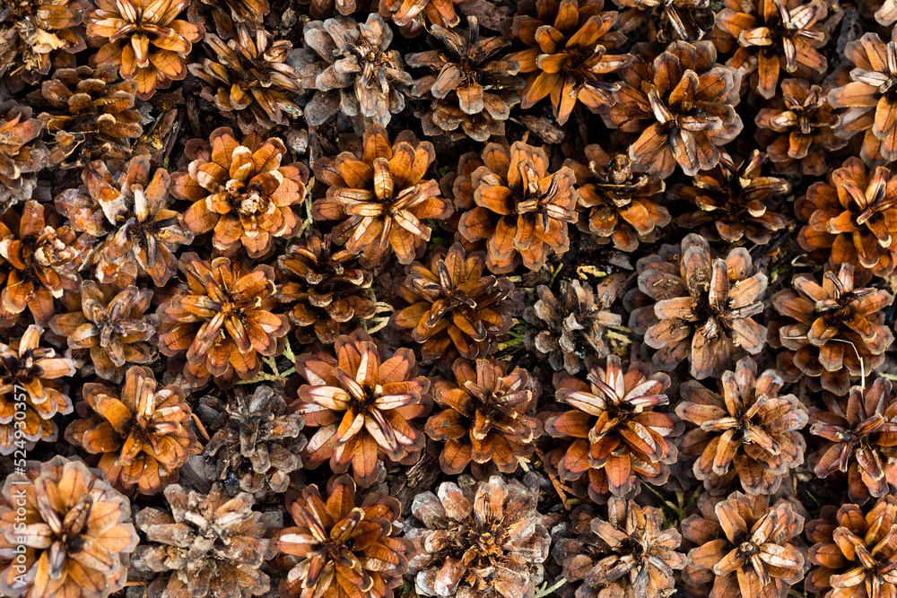 Pattern of brown and red pine cones