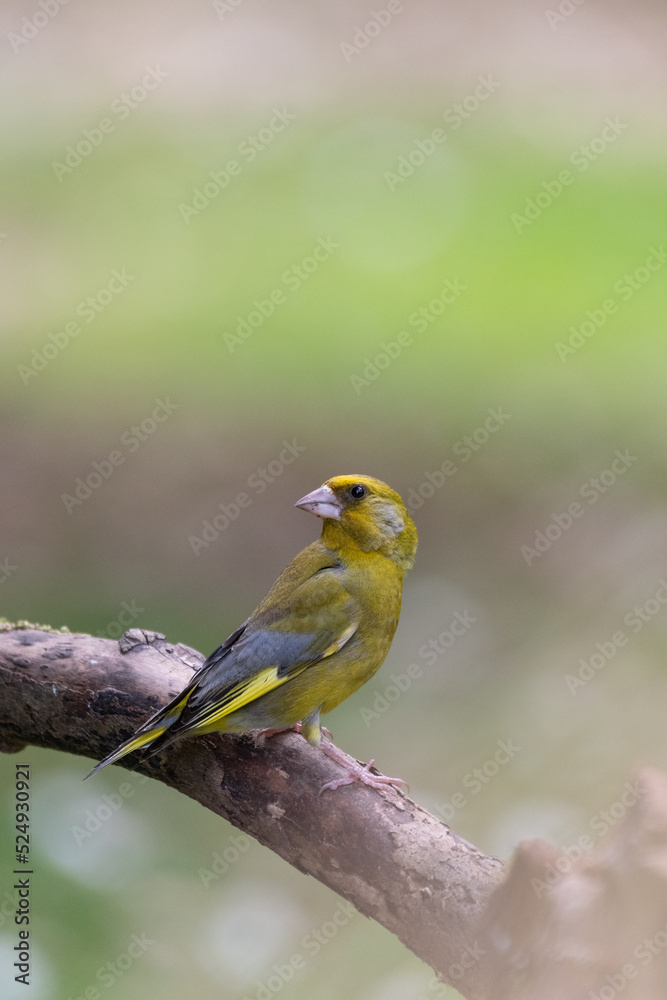 bird on a branch, greenfinch chloris chloris