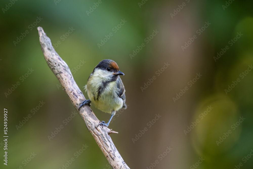 Obraz premium Parus major on a branch
