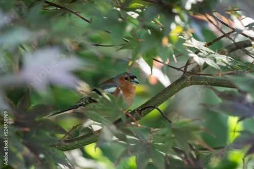 Oiseau Pinson des Arbres à l'ombre dans les feuillages d'un erable sur une branche. 