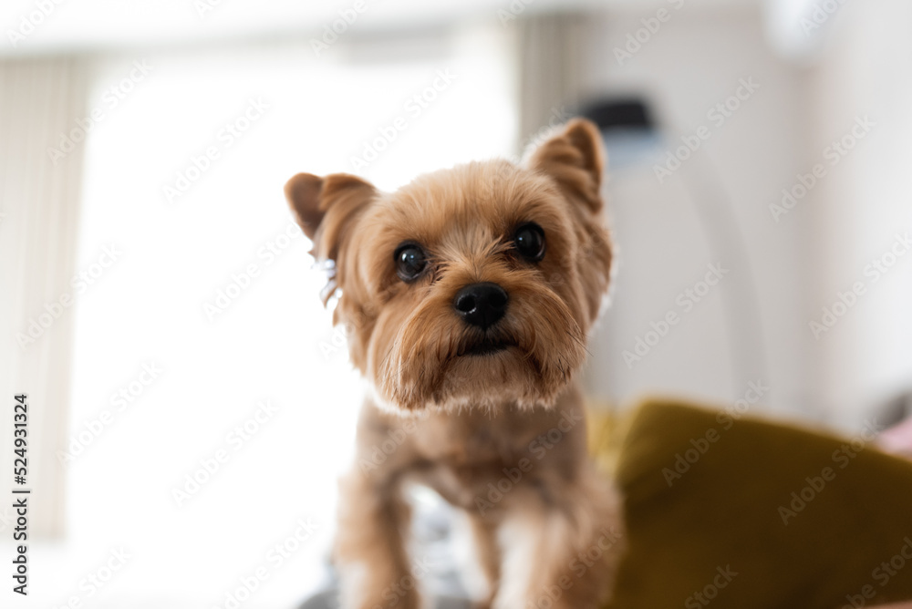 Yorkshire terrier looking at the camera, a portrait of a dog on a white background, a fluffy animal, a pet. Yorkshire terrier looking at the camera, a portrait of a dog on a white background, a fluffy animal, a pet.