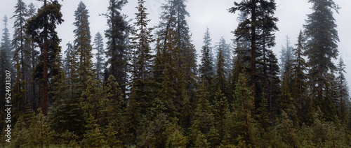 Evergreen Trees on a Misty, Foggy Morning. Summer Season, Oregon, United States. Nature Background.