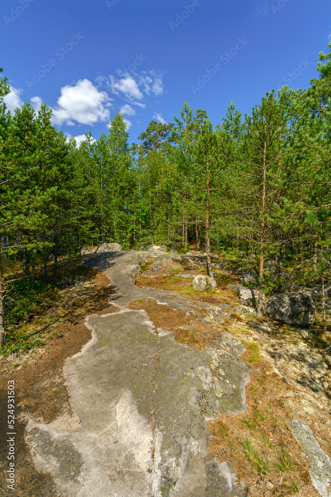 Pine forest on a sunny day. Landscape of wild nature.