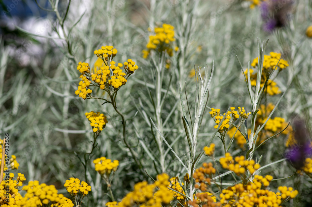 Helichrysum italicum yellow flowers in bloom with buds, bunch of flowering plant branches