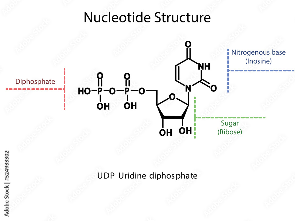 UDP Uridine diphosphate Nucleoside molecular structure diagram on white