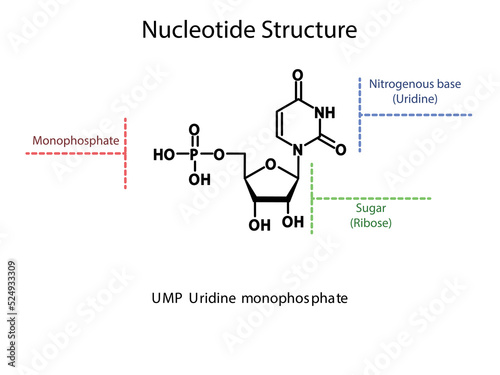 UMP Uridine monophosphate Nucleotide molecular structure diagram on white background. DNA and RNA building block consisting of nitrogenous base, sugar and phosphate.